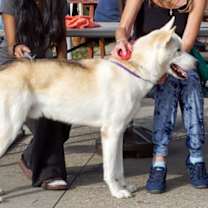 Thumbnail photo of Togo PKA Lycanroc #2