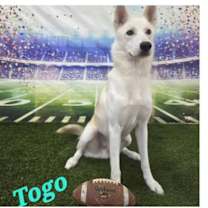 Thumbnail photo of Togo PKA Lycanroc #3
