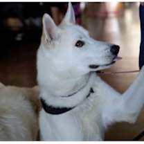 Thumbnail photo of Togo PKA Lycanroc #4