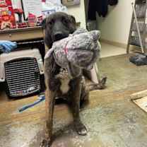 Thumbnail photo of knox located in New Mexico #3