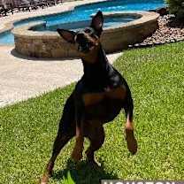 Thumbnail photo of Beau #3