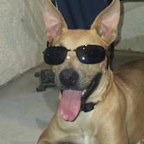 Thumbnail photo of Buddy #3