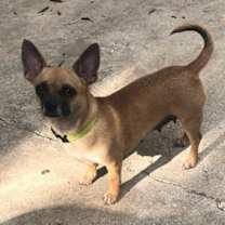 Thumbnail photo of Missy Gorda #4