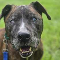 Thumbnail photo of Jax #1