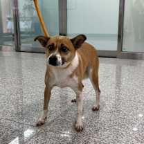 adopt-pet