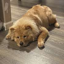 Thumbnail photo of Teddy #2