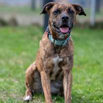 adopt-pet