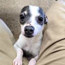 Thumbnail photo of Nani #3