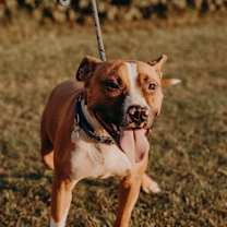 Thumbnail photo of Opie #1