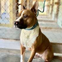 Thumbnail photo of Opie #2