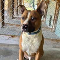 Thumbnail photo of Opie #3