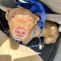 Thumbnail photo of Amber FS #2