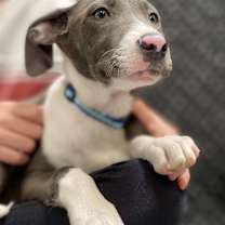 Thumbnail photo of Jessie #3