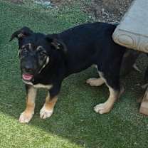 Thumbnail photo of Saylor #3