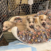 Thumbnail photo of Marley Mae #3