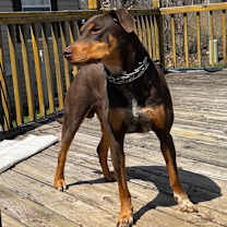 Thumbnail photo of Dobby #2