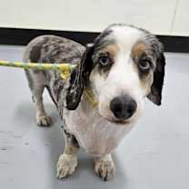 adopt-pet