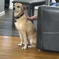 Thumbnail photo of Dexter #2