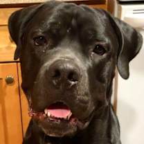adopt-pet