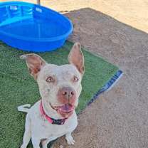 adopt-pet