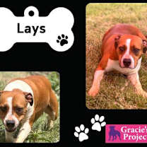 Thumbnail photo of Lays #2