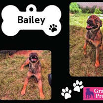 Thumbnail photo of Bailey #2
