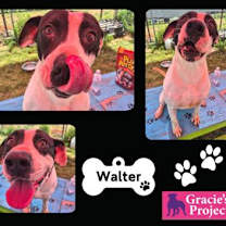 Thumbnail photo of Walter #2