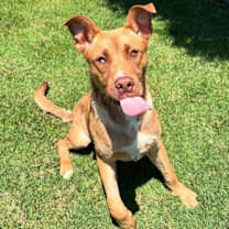 Thumbnail photo of Scooby #4