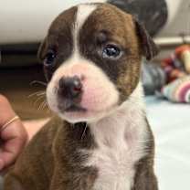 Thumbnail photo of Peggy Ann Marie #2