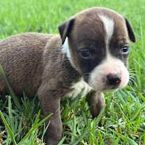 Thumbnail photo of Peggy Ann Marie #4