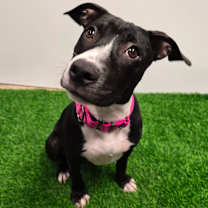 Thumbnail photo of Twizzler #3