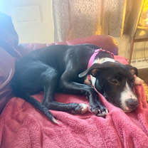 Thumbnail photo of Twizzler #4