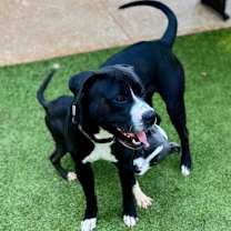 Thumbnail photo of Chap #4