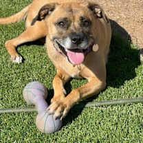 adopt-pet