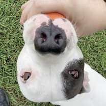 Thumbnail photo of Dover #3