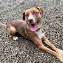 Thumbnail photo of Gollum #2