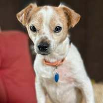 Thumbnail photo of Carolyn's Gherkin TX #1