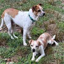 Thumbnail photo of Carolyn's Gherkin TX #3