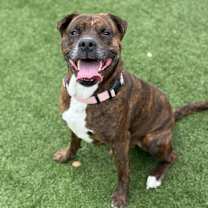 Thumbnail photo of Jekyll #2