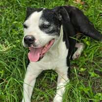 Thumbnail photo of Stella #3