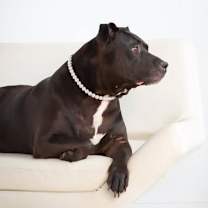 Thumbnail photo of Chyna - #1