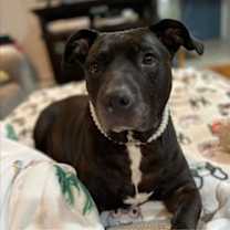 Thumbnail photo of Chyna - #2