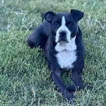 Thumbnail photo of Barrow's Pub #1