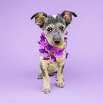 adopt-pet