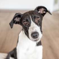 adopt-pet