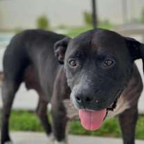 adopt-pet