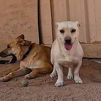 adopt-pet