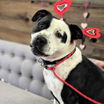 Thumbnail photo of Silas #1