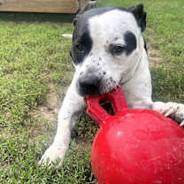 Thumbnail photo of Silas #2