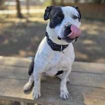 Thumbnail photo of Silas #3